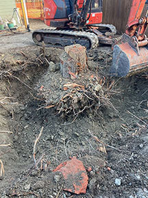 Stump Removal Dallas Fort Worth Texas