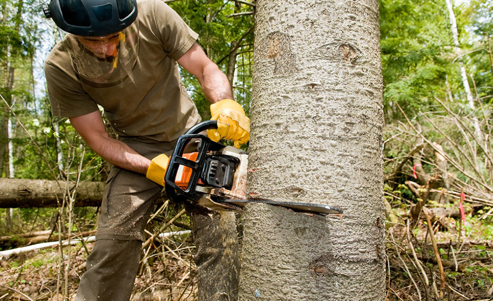 Tree Removal Dallas Fort Worth Texas